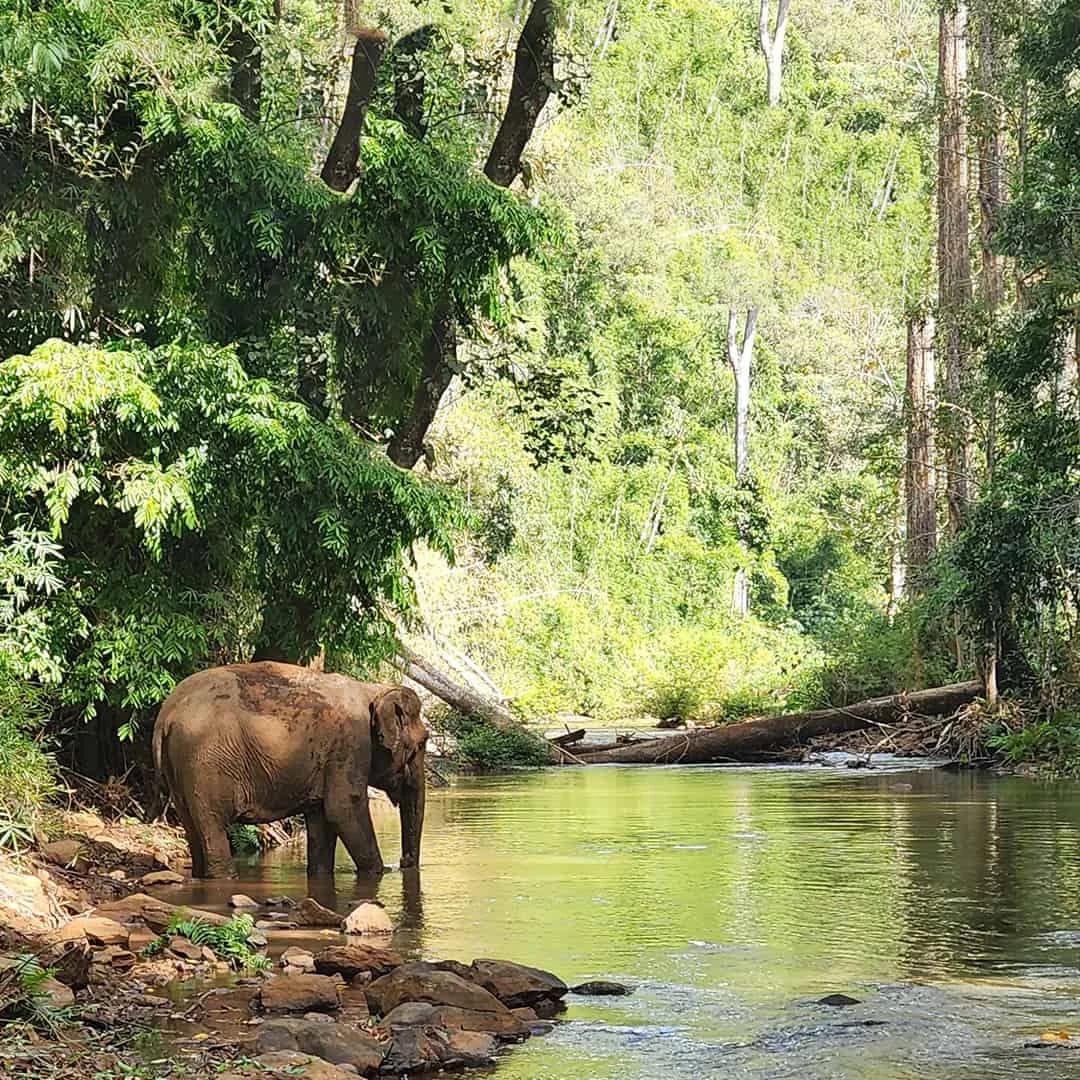 Fauna selvatica · Cambogia