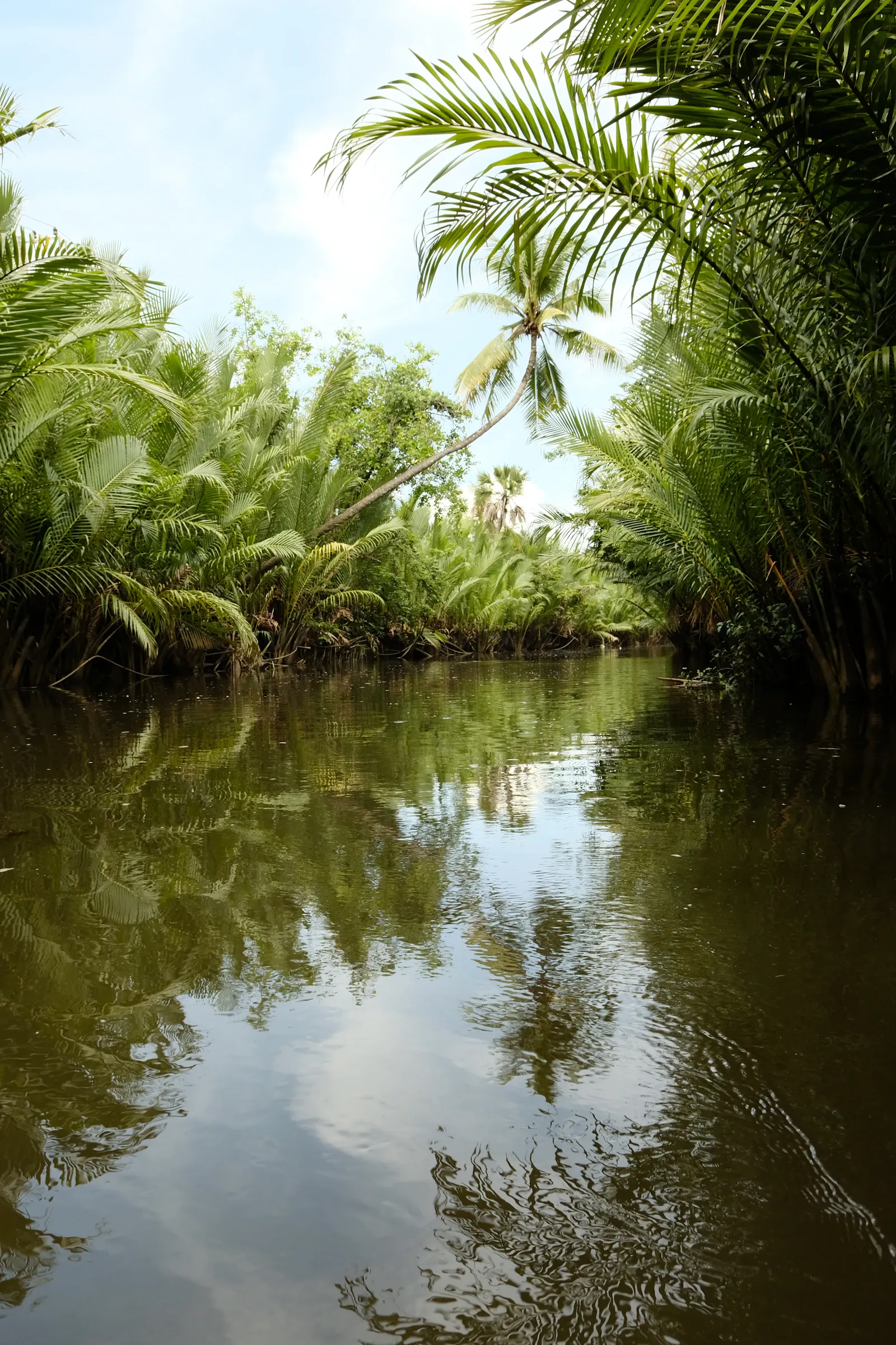 Un cours d’eau bordé de palmiers dans la région de Kampot