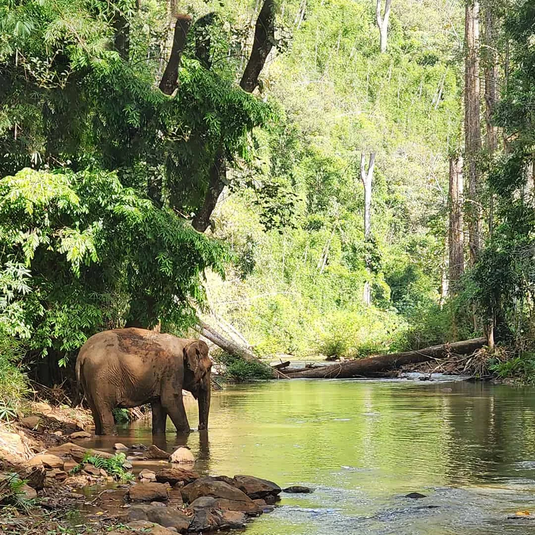 Un éléphant au bord d’une rivière dans une forêt dense.