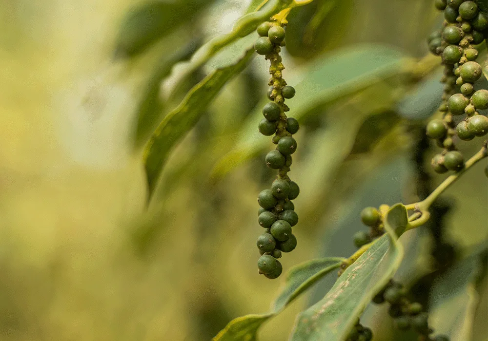 Pepper at La Plantation, Kampot